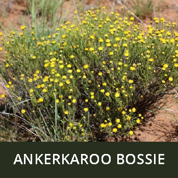 Ankerkaroo bossie_1