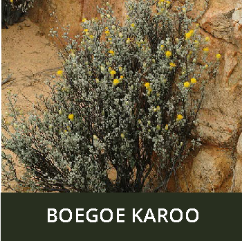 BOEGOE KAROO_1