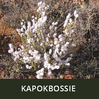 Kapokbossie_1
