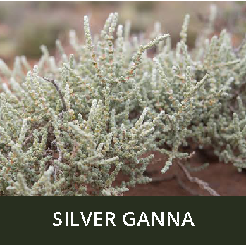 Silver Ganna_1